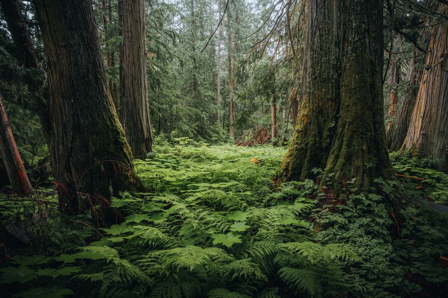 Ancient Forest, Canadian Rockies