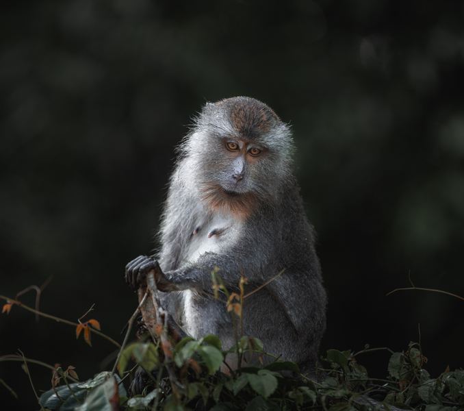 Borneo Macaque, South East Asia