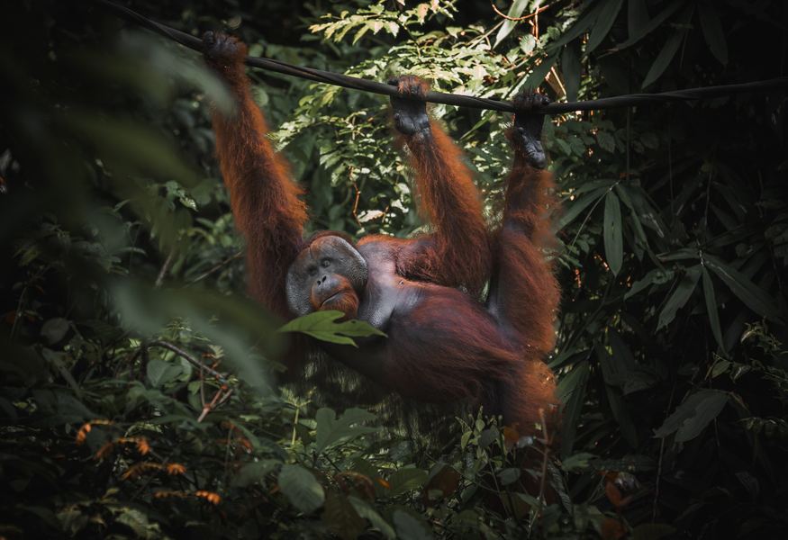 Borneo Orangutan, South East Asia