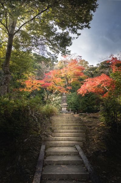 Colourful Maples, Japan