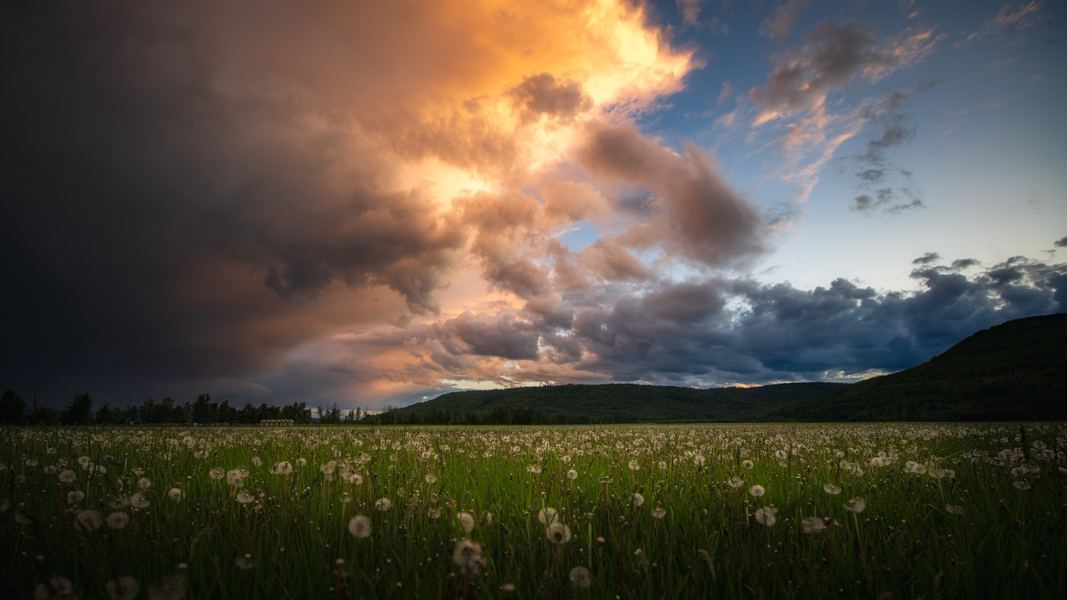 Dandelion Sunset, Peace Region