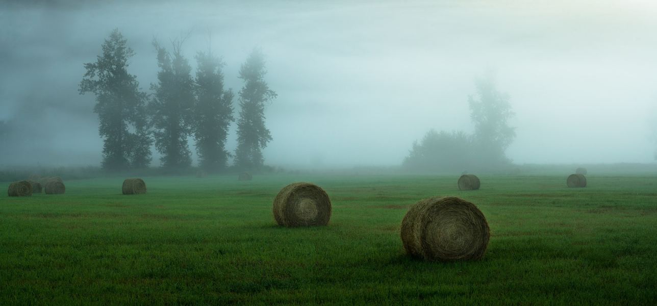 Foggy Morning, Canadian Rockies