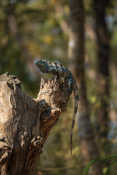 Forest Iguana, America