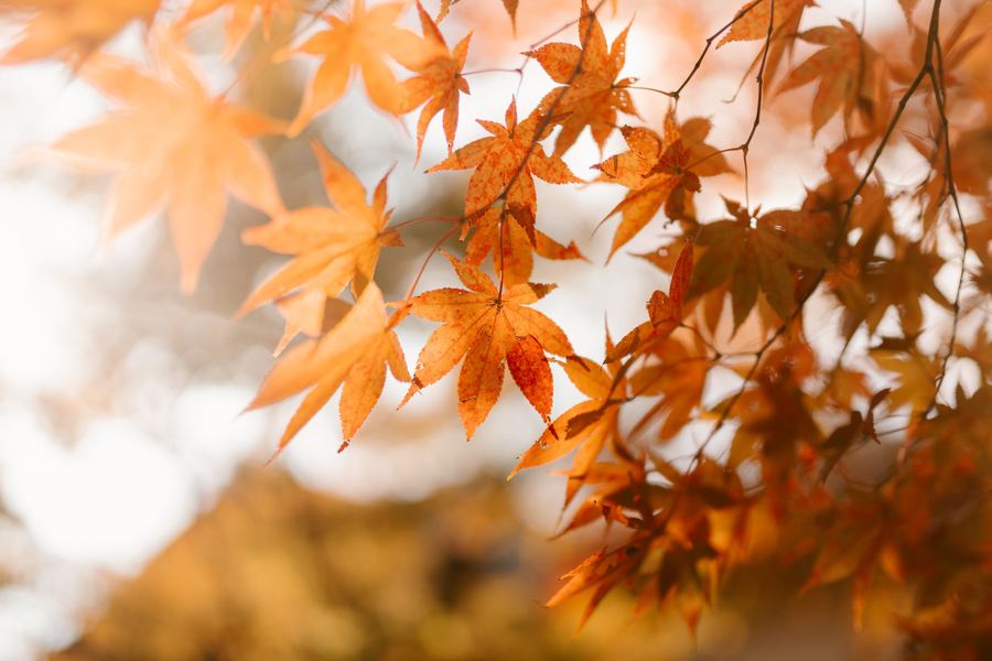 Golden Maples, Japan