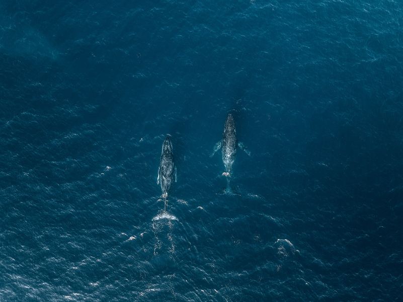 Humpback Whales, Pacific Northwest