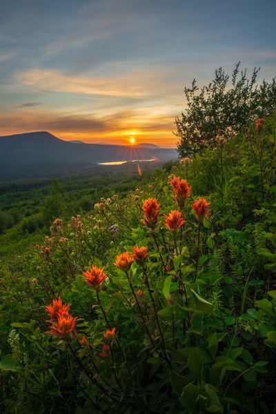 Indian Paintbrush, Peace Region