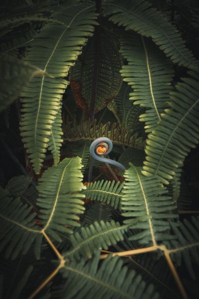 Maui Flora, America