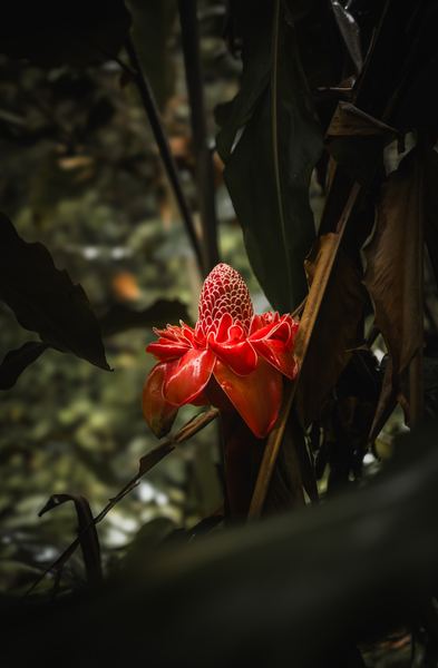 Maui Flora, America
