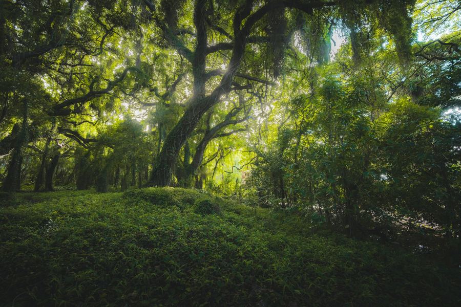 Maui Vine Forest, America
