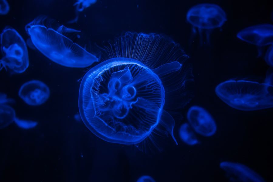 Moon Jellyfish, Pacific Northwest