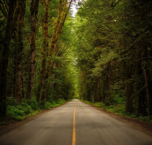 Old Growth, Canadian Rockies