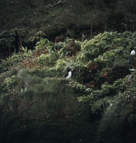 Puffin, Iceland