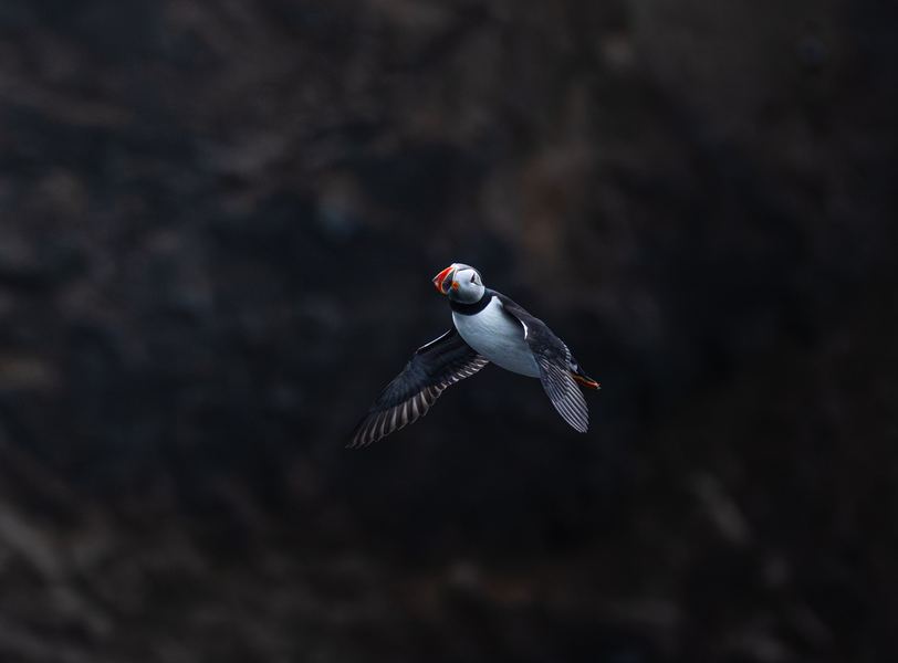 Puffins in Flight, Iceland