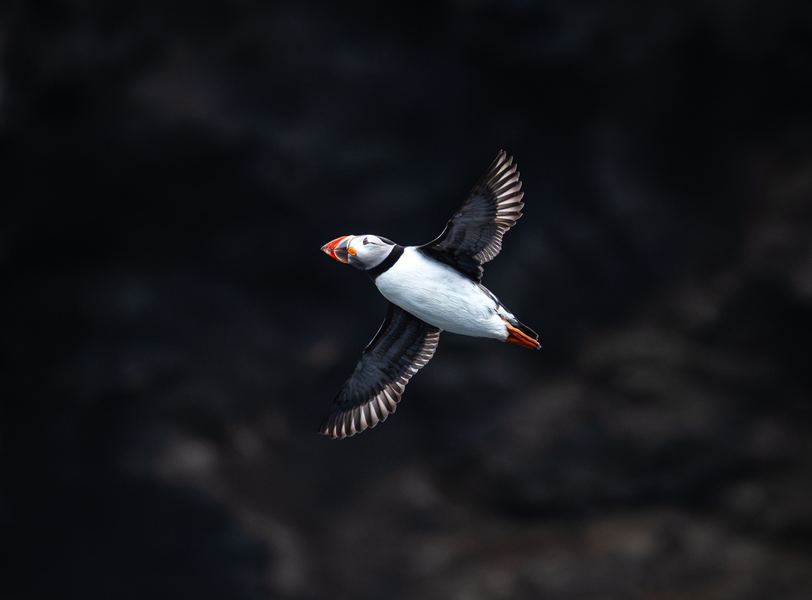 Puffins in Flight, Iceland