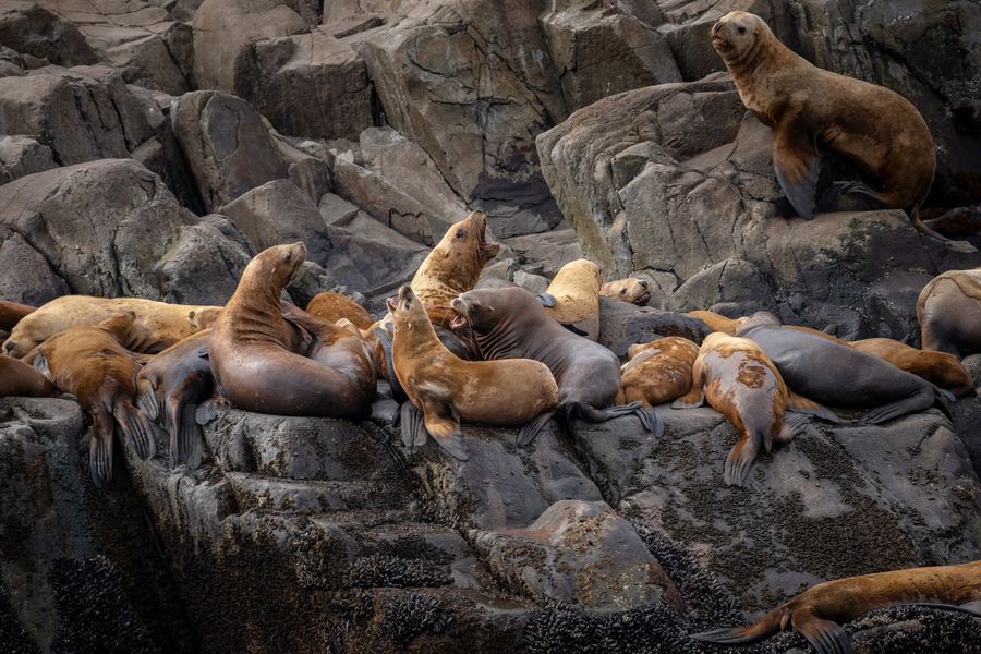 Sea Lions, Pacific Northwest