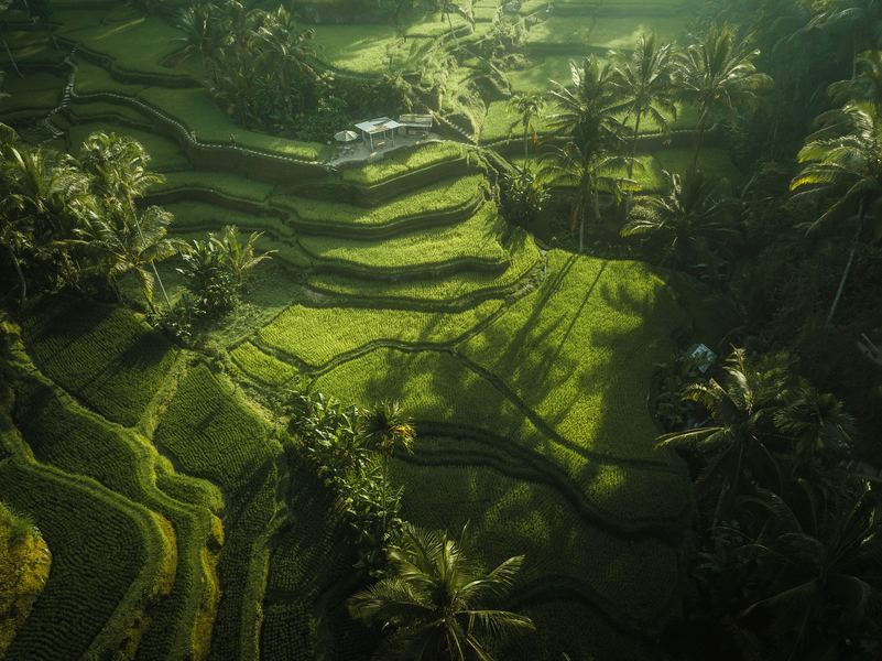 Ubud Rice Terrace, South East Asia
