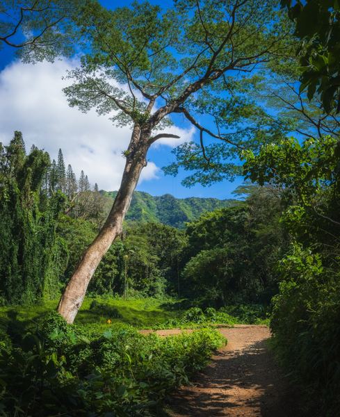 Valley Tree, America